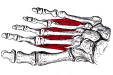 Foot Anatomy 10