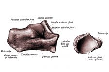 Foot Anatomy 5