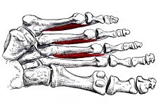Foot Anatomy 9