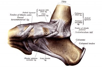 Foot Anatomy 12