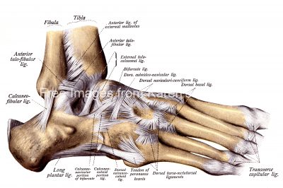 Foot Anatomy 2