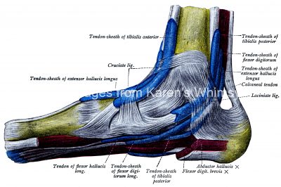 Foot Anatomy 7