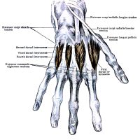 Diagrams of the Hand