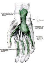 Diagrams Of The Hand 12
