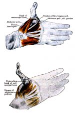 Diagrams Of The Hand 15