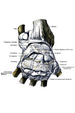 Diagrams Of The Hand 4