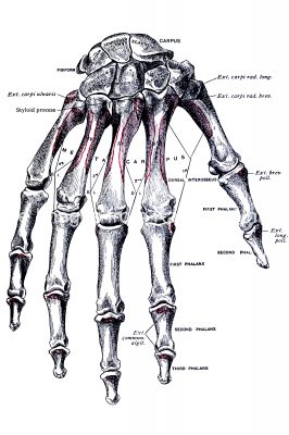 Diagrams Of The Hand 1