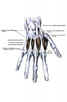 Diagrams Of The Hand 10