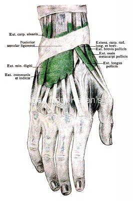 Diagrams Of The Hand 11