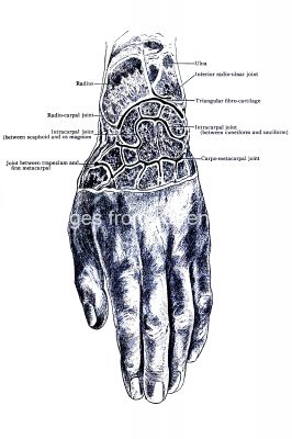 Diagrams Of The Hand 2