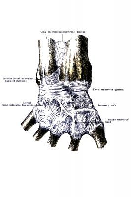 Diagrams Of The Hand 5