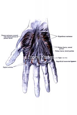 Diagrams Of The Hand 7