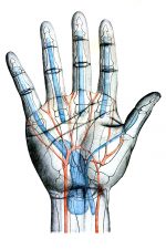 Hand Diagrams 4