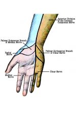Hand Diagrams 7