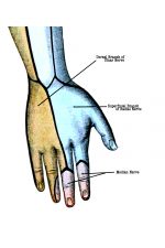 Hand Diagrams 9