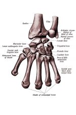 Hand Anatomy 1
