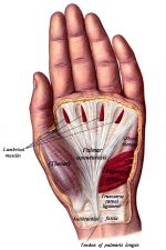 Hand Anatomy 10