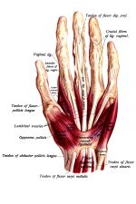 Hand Anatomy 11