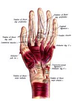 Hand Anatomy 12
