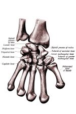 Hand Anatomy 2