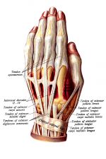 Hand Anatomy 9