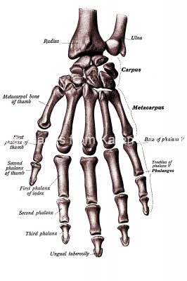 Hand Anatomy 5