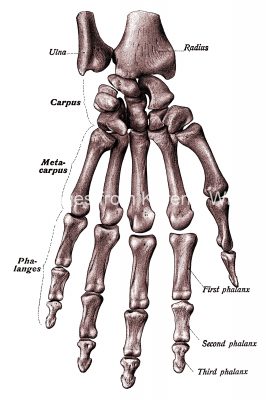 Hand Anatomy 6