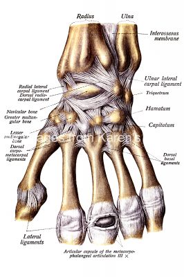 Hand Anatomy 7