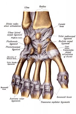 Hand Anatomy 8