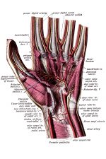 Anatomy Of The Hand 10