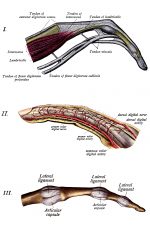 Anatomy Of The Hand 12