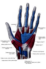Anatomy Of The Hand 5
