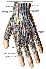 Anatomy Of The Hand 6