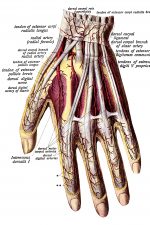 Anatomy Of The Hand 7