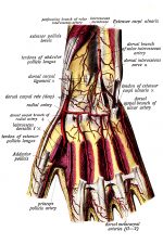 Anatomy Of The Hand 9