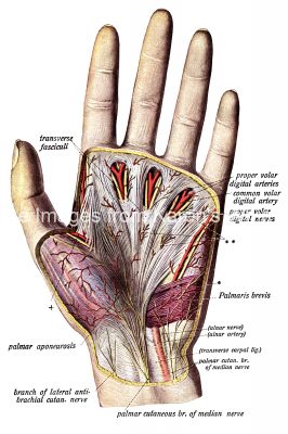 Anatomy Of The Hand 11