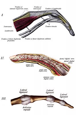 Anatomy Of The Hand 12