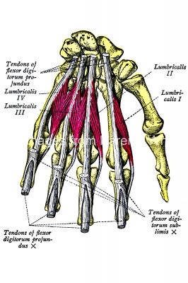 Anatomy Of The Hand 3