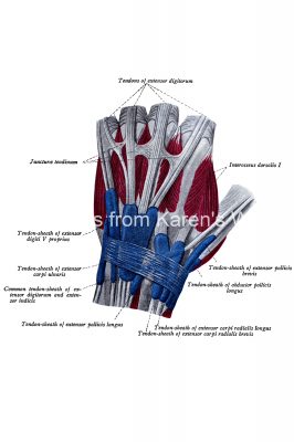 Anatomy Of The Hand 4