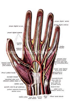 Anatomy Of The Hand 8