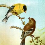Drawings of Birds 2 - American Goldfinch