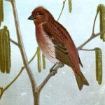 Drawings of Birds 3 - Purple Finch