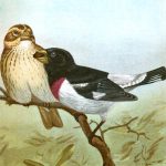 Drawings of Birds 4 - Rose Breasted Grosbeak