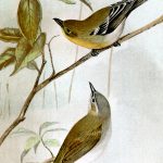 Drawings of Birds 6 - Two Vireos