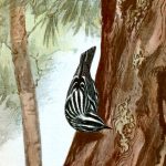 Drawings of Birds 7 - Black And White Warbler
