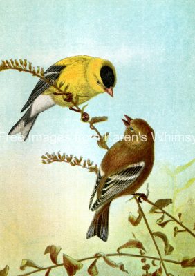 Drawings of Birds 2 - American Goldfinch