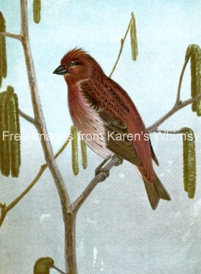 Drawings of Birds 3 - Purple Finch