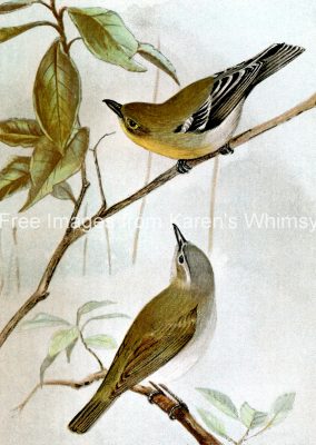 Drawings of Birds 6 - Two Vireos