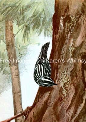 Drawings of Birds 7 - Black And White Warbler