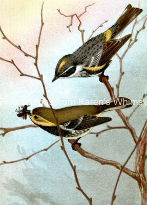 Drawings of Birds 8 - Myrtle Warbler